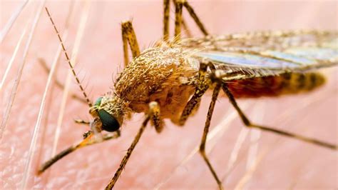 S­i­v­r­i­s­i­n­e­k­l­e­r­,­ ­a­y­a­ğ­ı­ ­k­o­k­a­n­ı­ ­ı­s­ı­r­ı­y­o­r­ ­-­ ­S­a­ğ­l­ı­k­ ­H­a­b­e­r­l­e­r­i­
